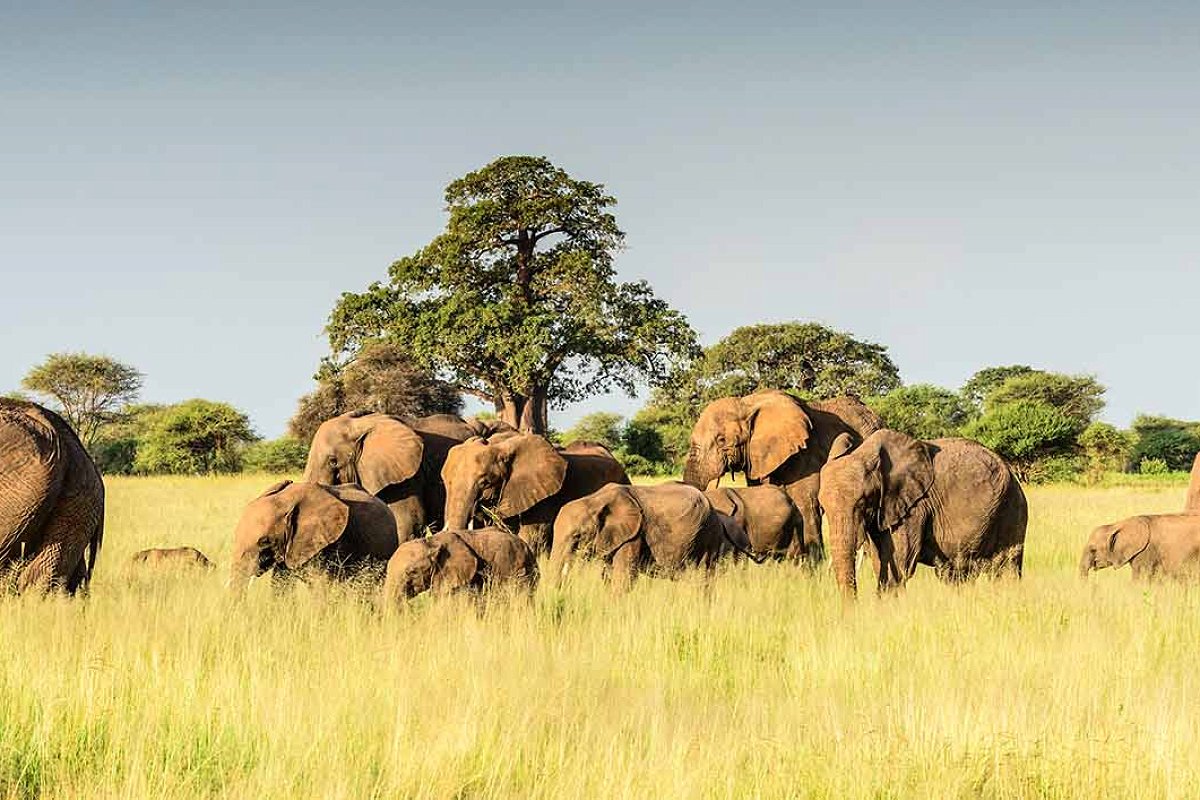Tarangire National Park