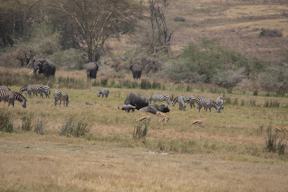 Ngorongoro Conservation Area