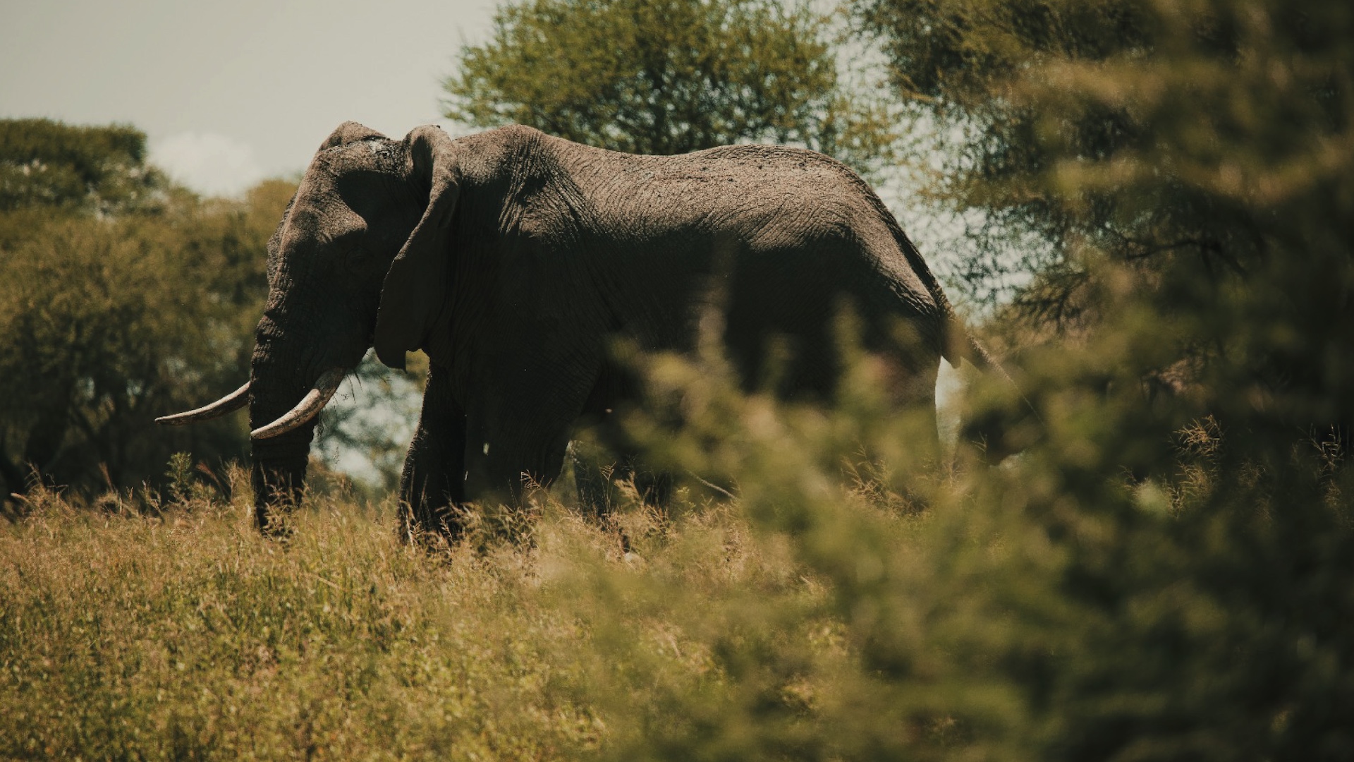 Tarangire National Park