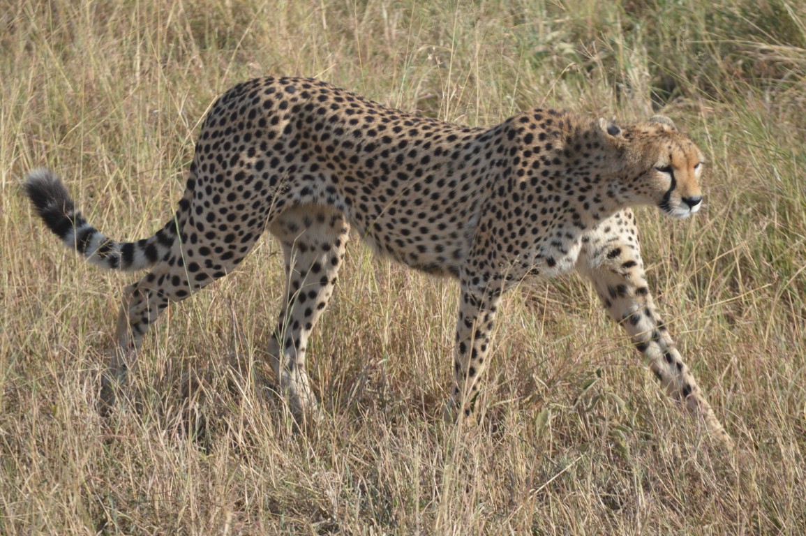 Masai Mara National Reserve