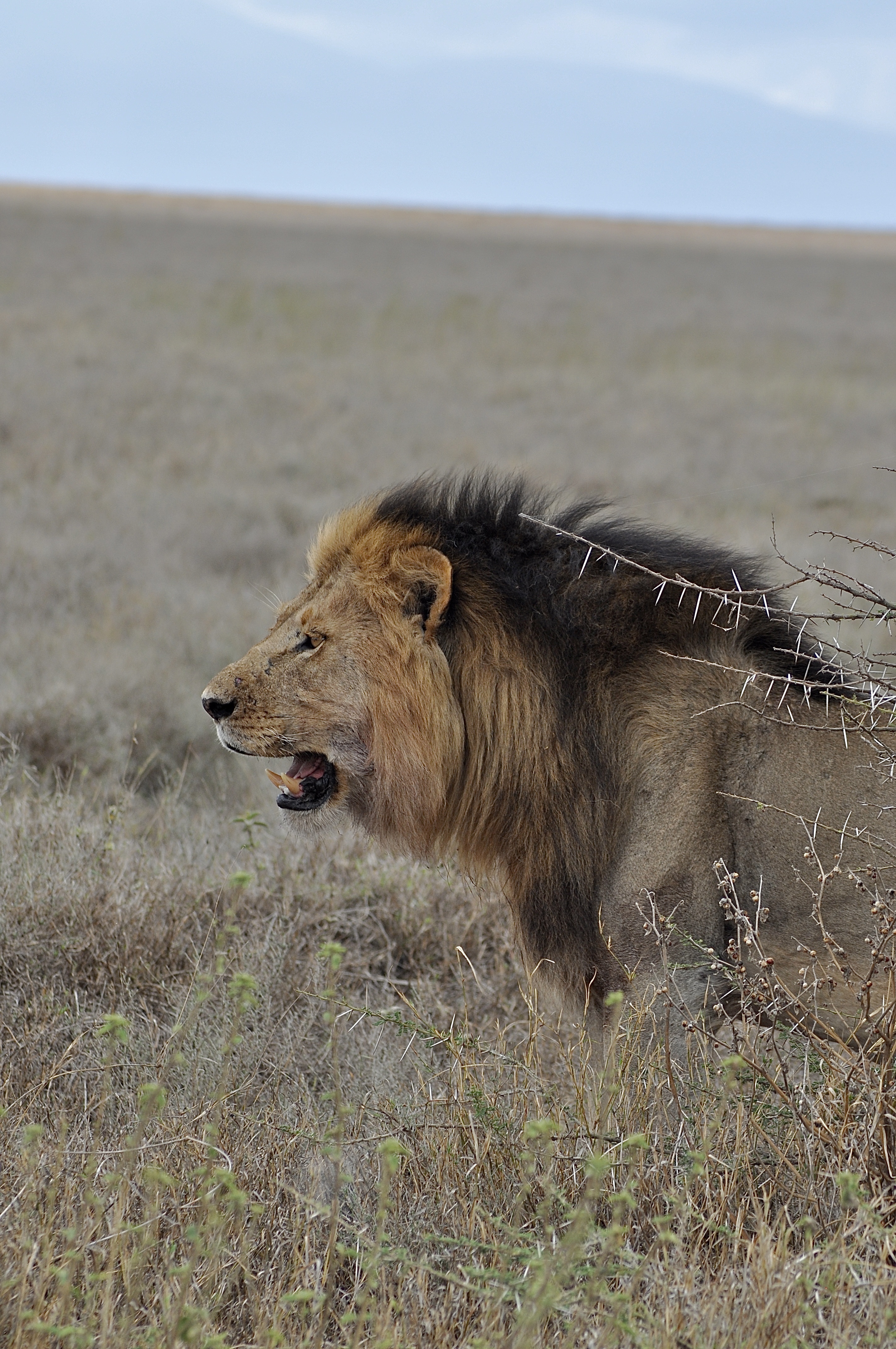 Tarangire National Park
