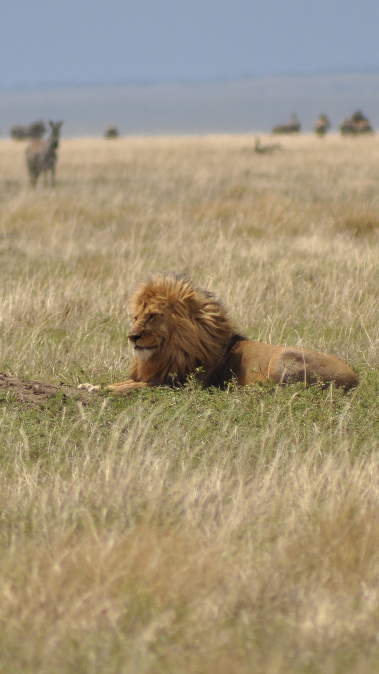 Central Serengeti