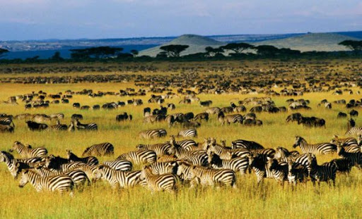 Northern Serengeti