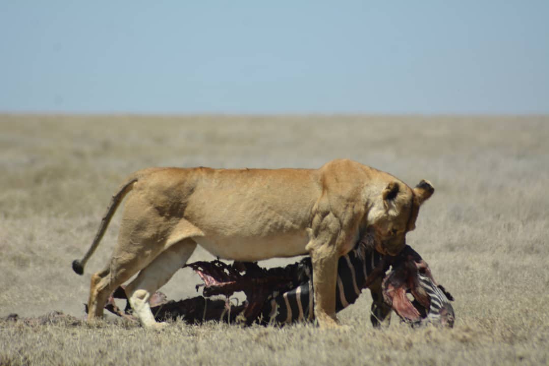 Northern Serengeti