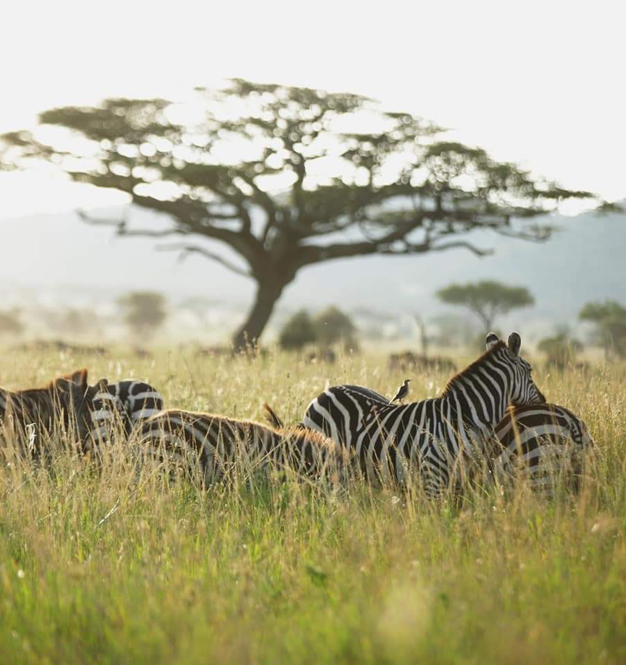 Masai Mara National Reserve