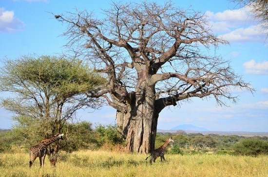 Tarangire National Park