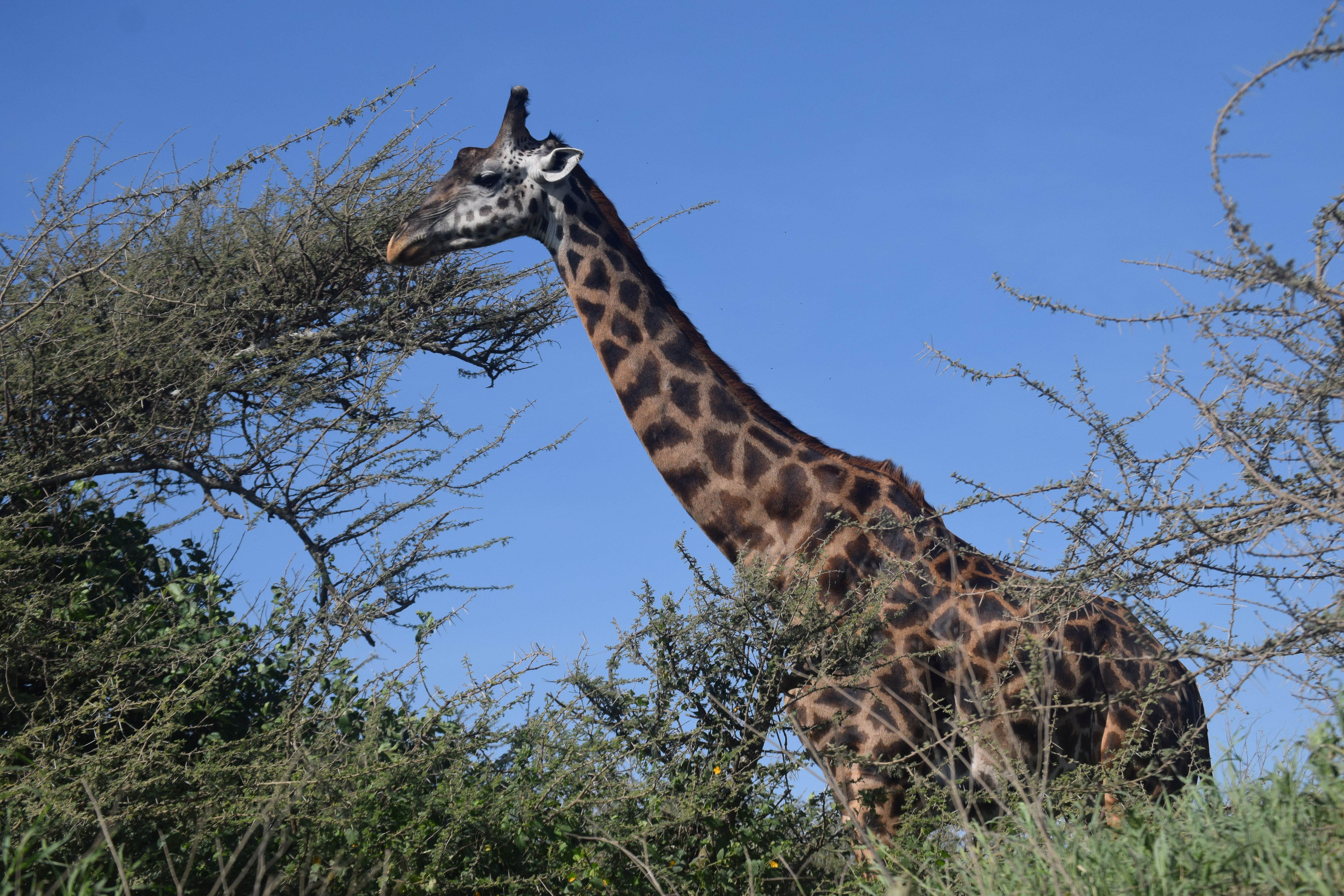 Tarangire National Park