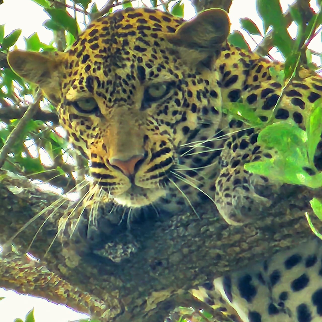 Serengeti National Park