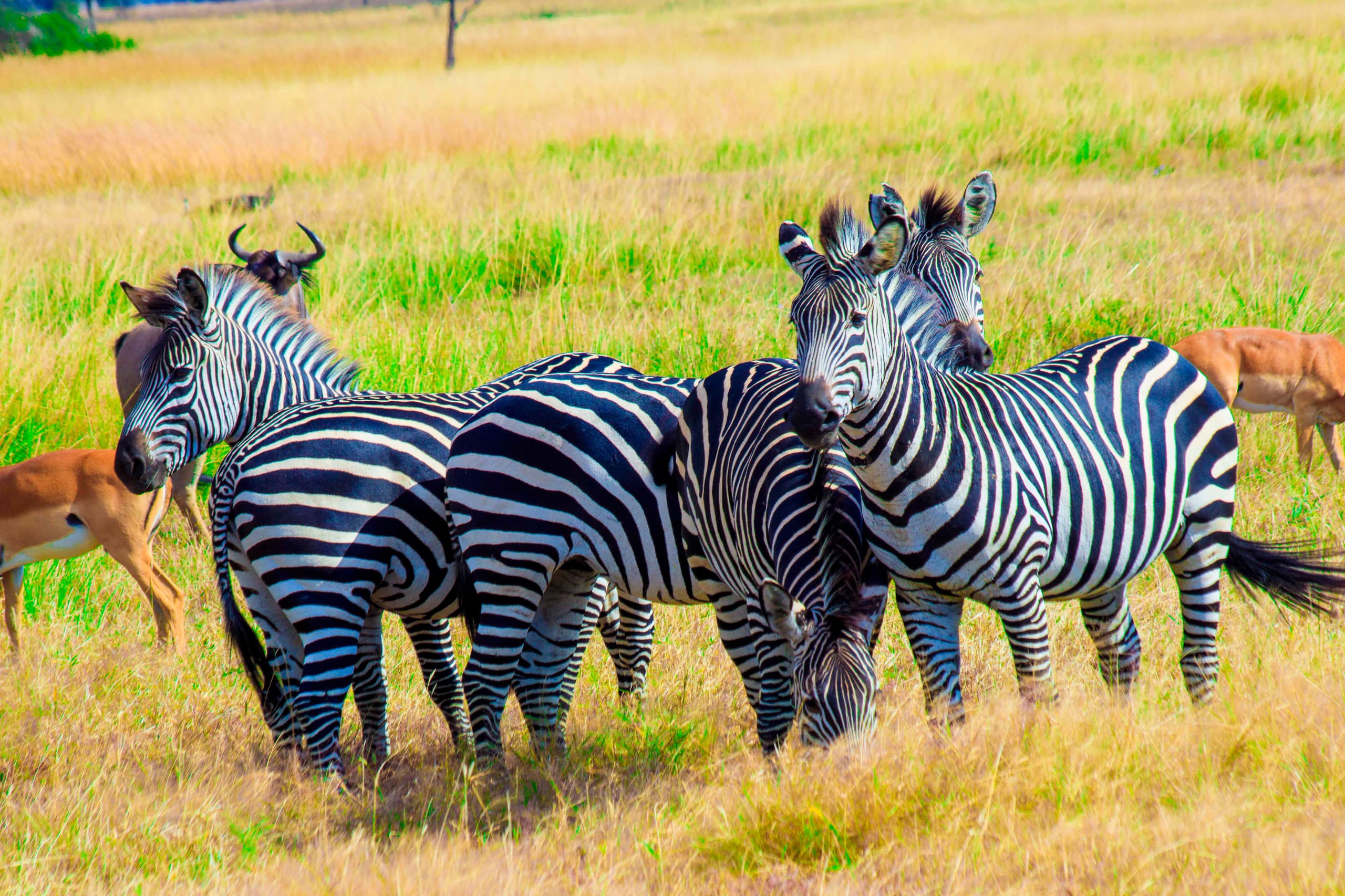Serengeti National Park