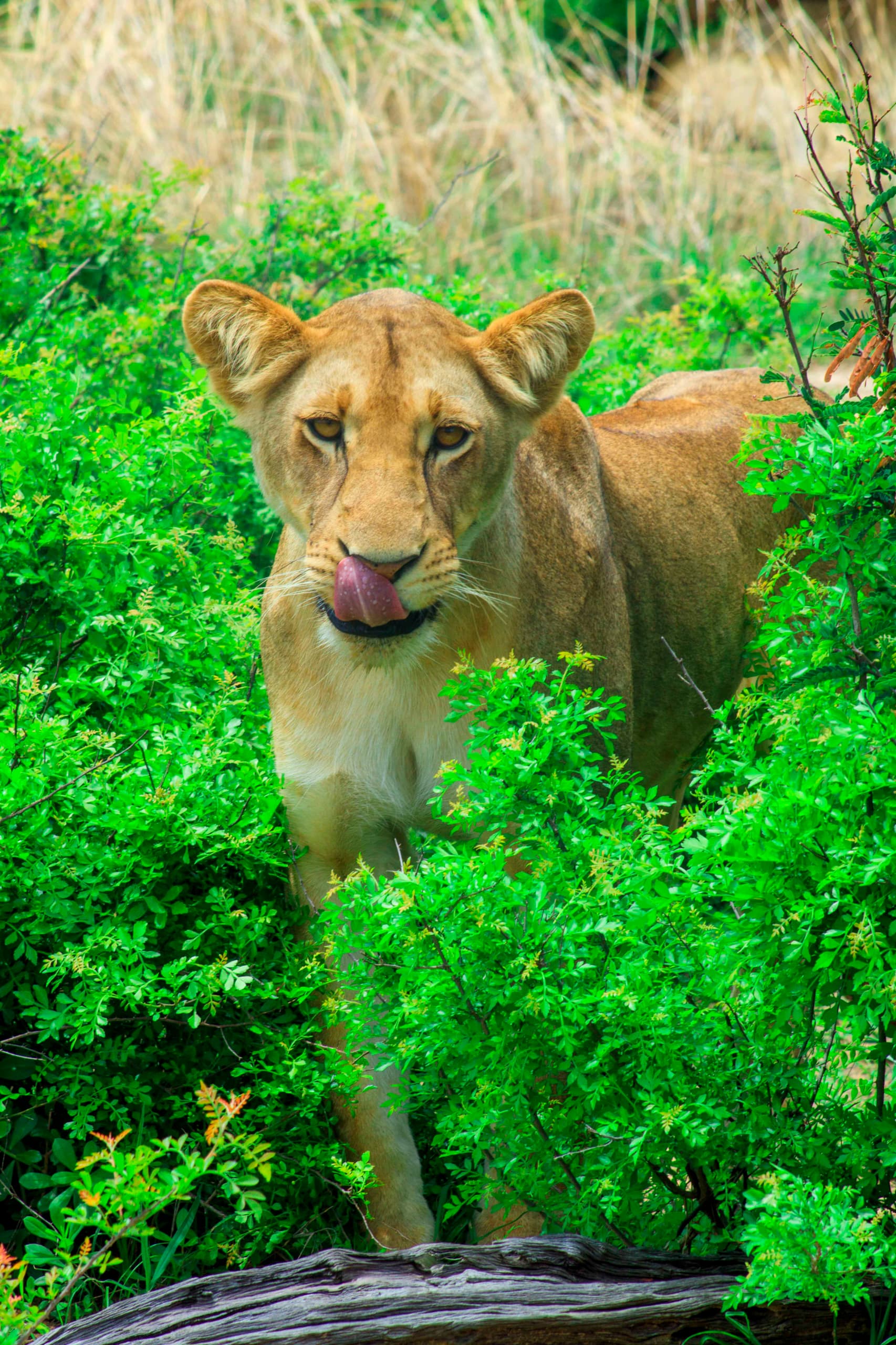 Serengeti National Park