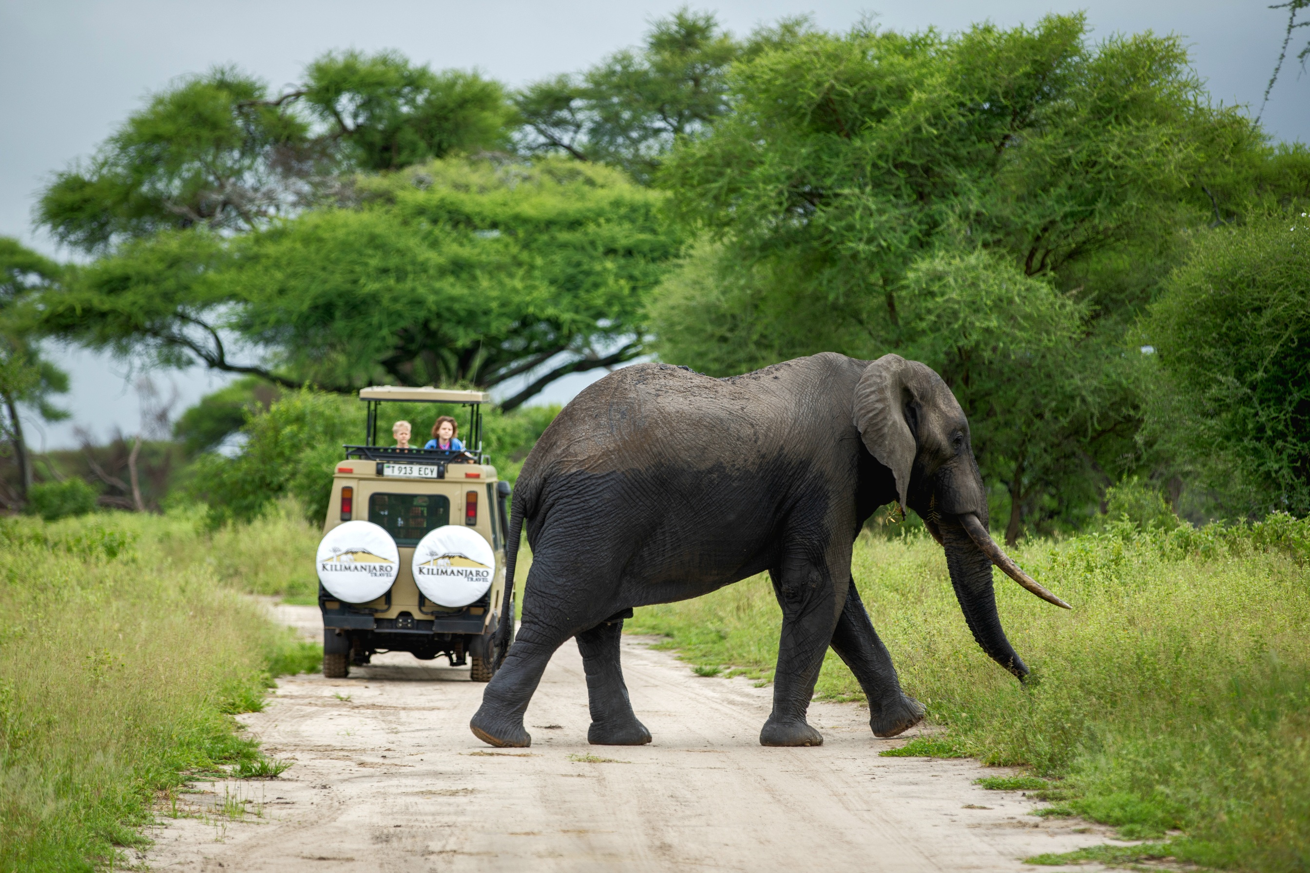 5 Days Tanzania Safari - Tarangire National Park, Serengeti National Park & Ngorongoro Crater