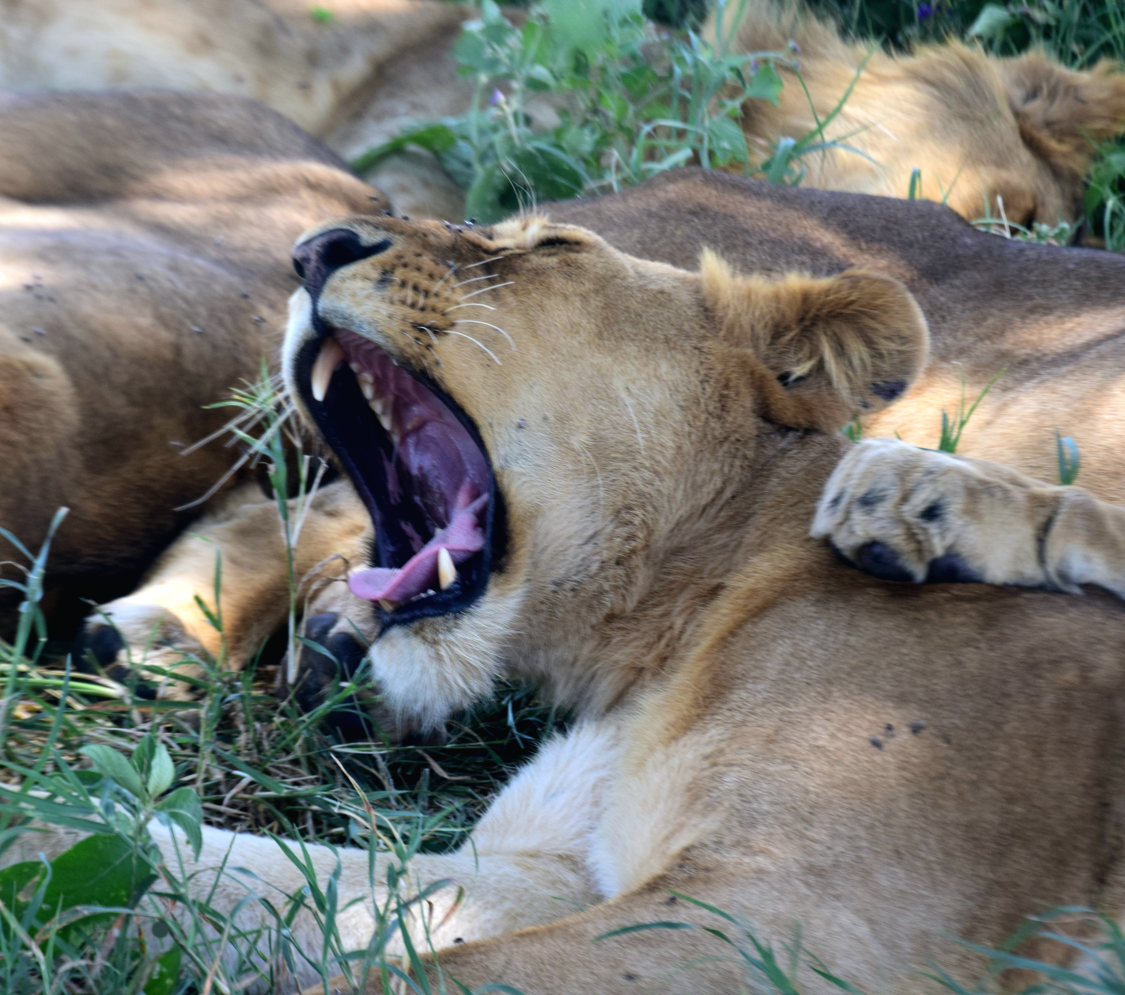 Ngorongoro Conservation Area