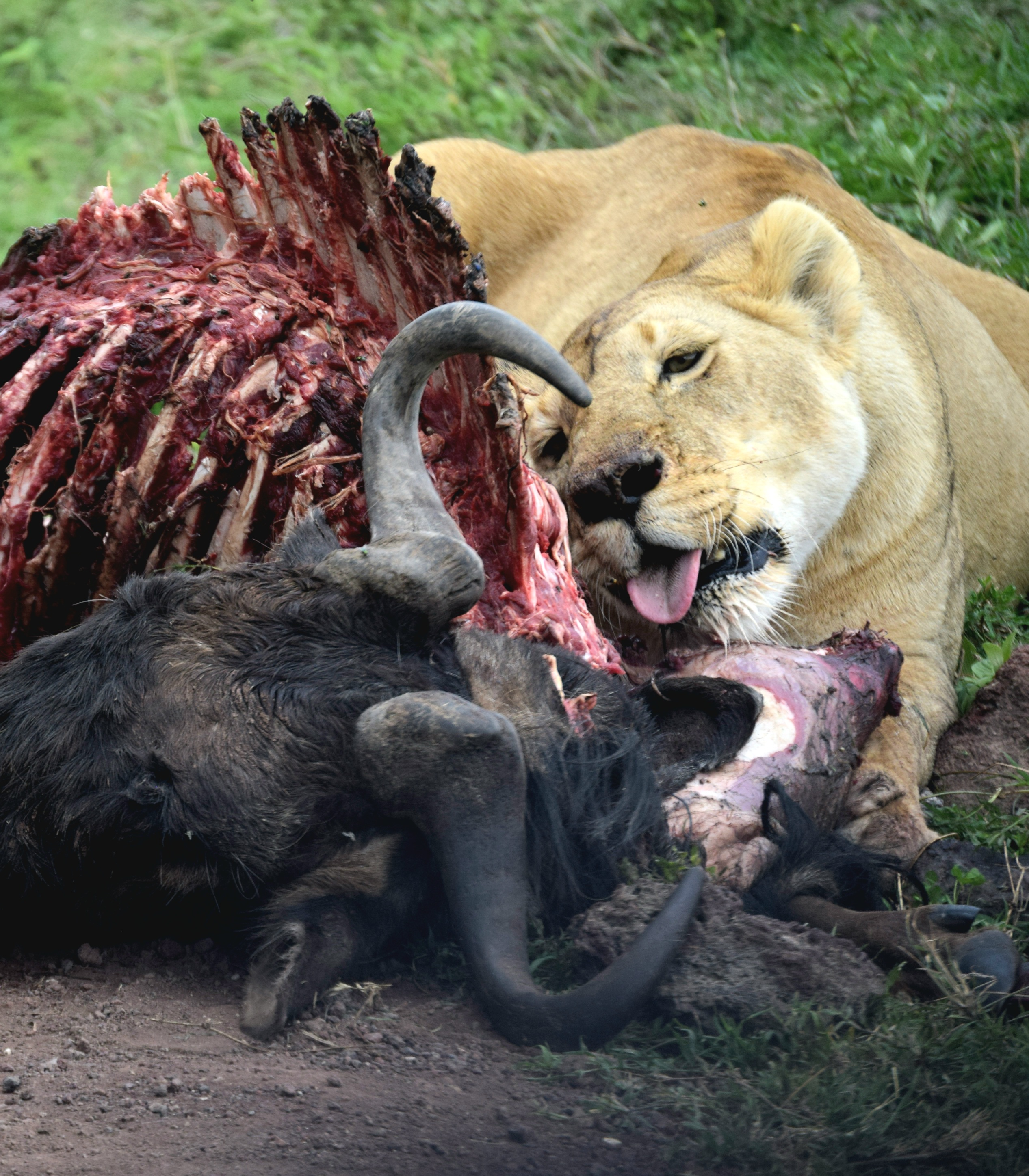 Ngorongoro Conservation Area