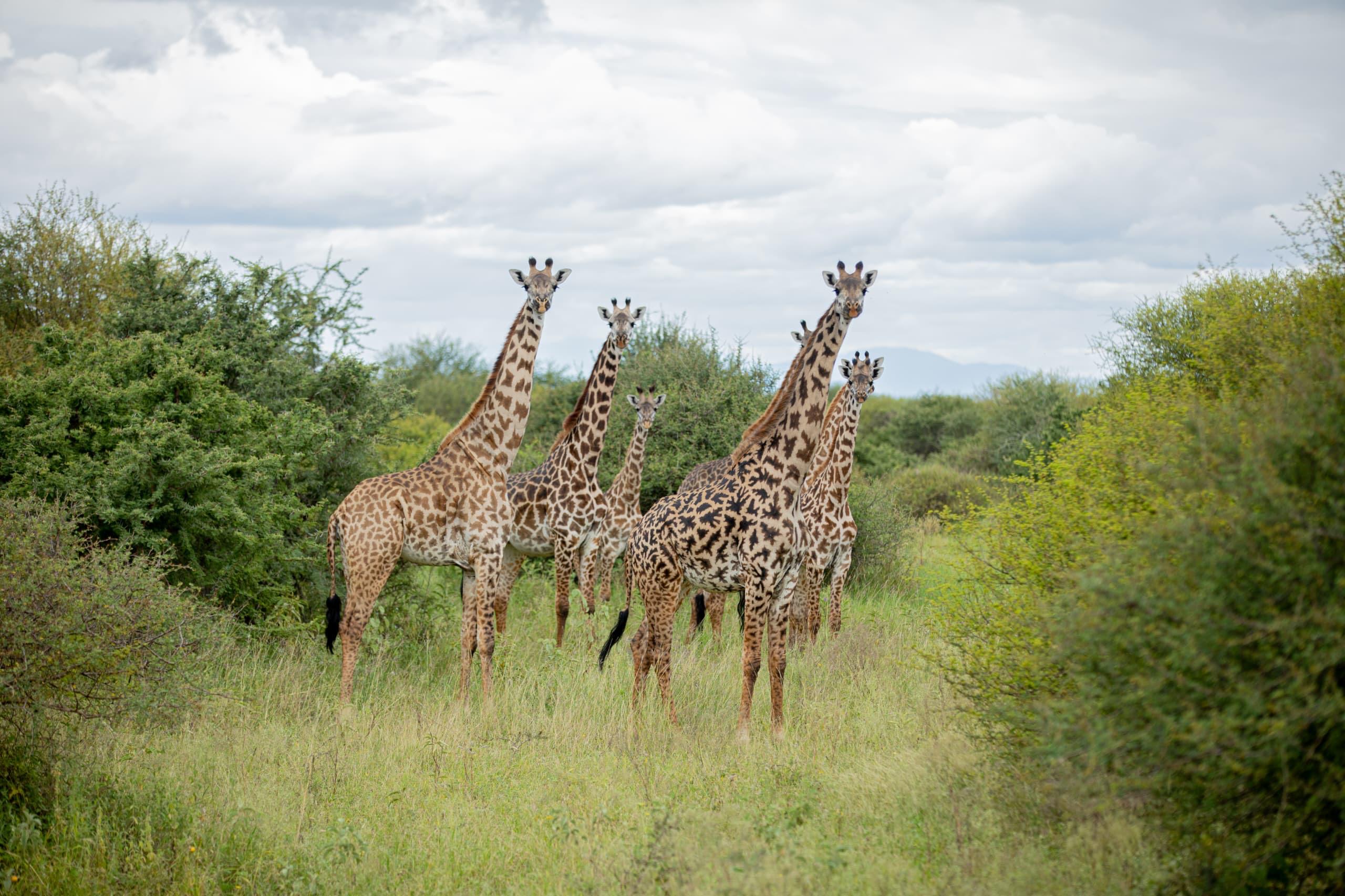 Ngorongoro Conservation Area