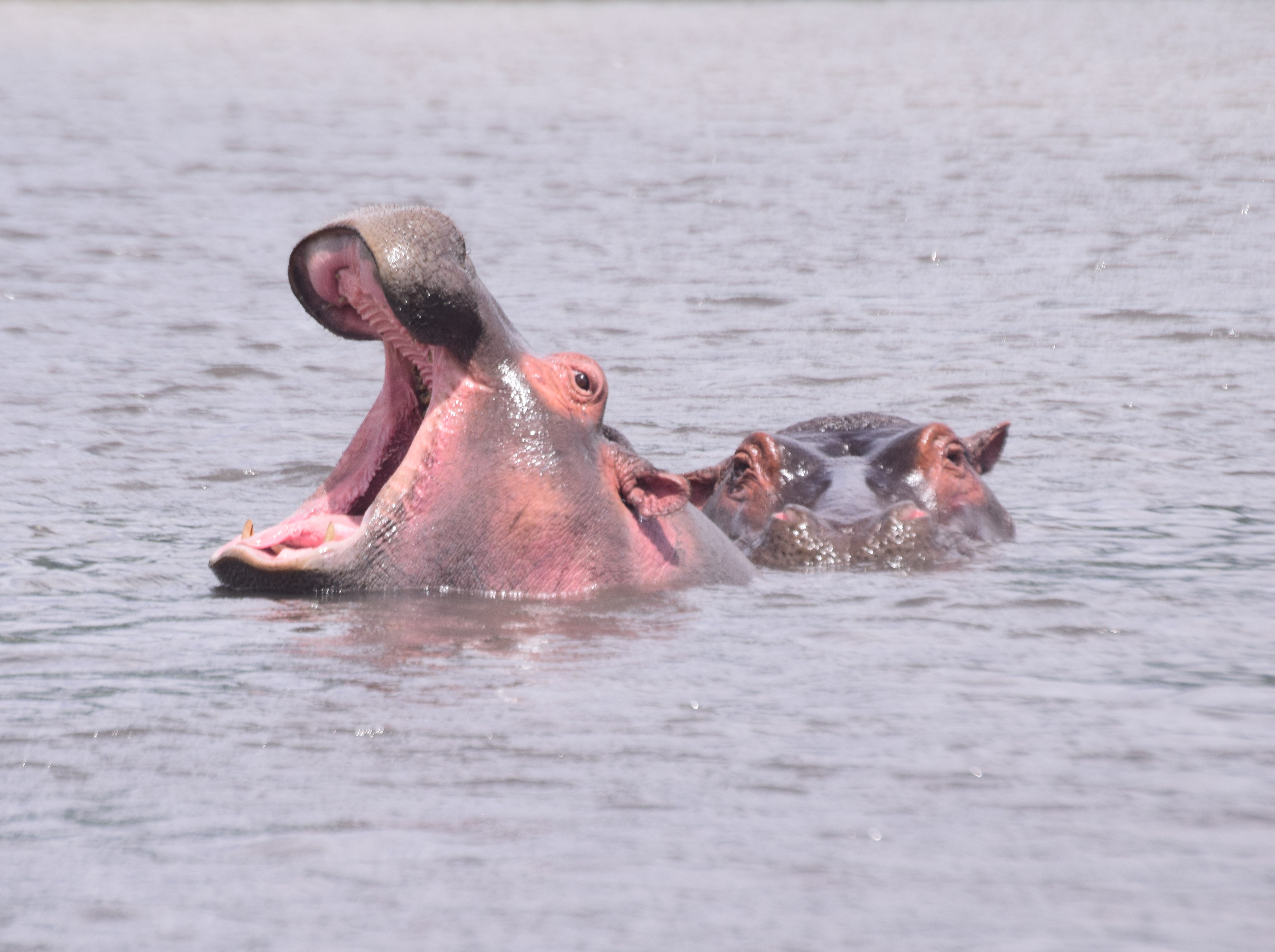 Ngorongoro Conservation Area