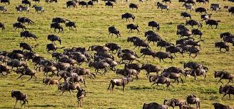 Ngorongoro Conservation Area