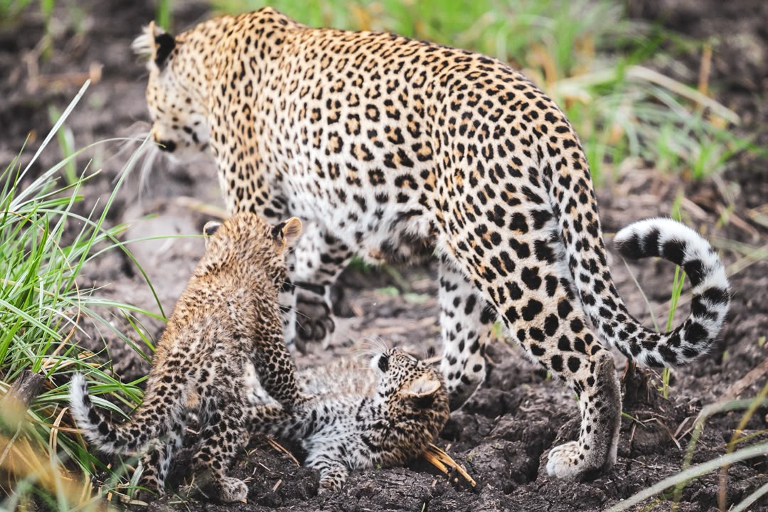 Ngorongoro Conservation Area