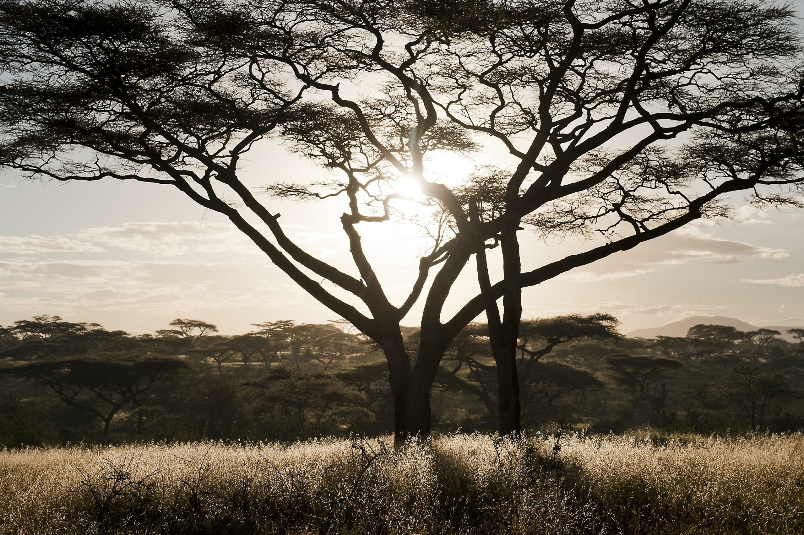 Ngorongoro Conservation Area