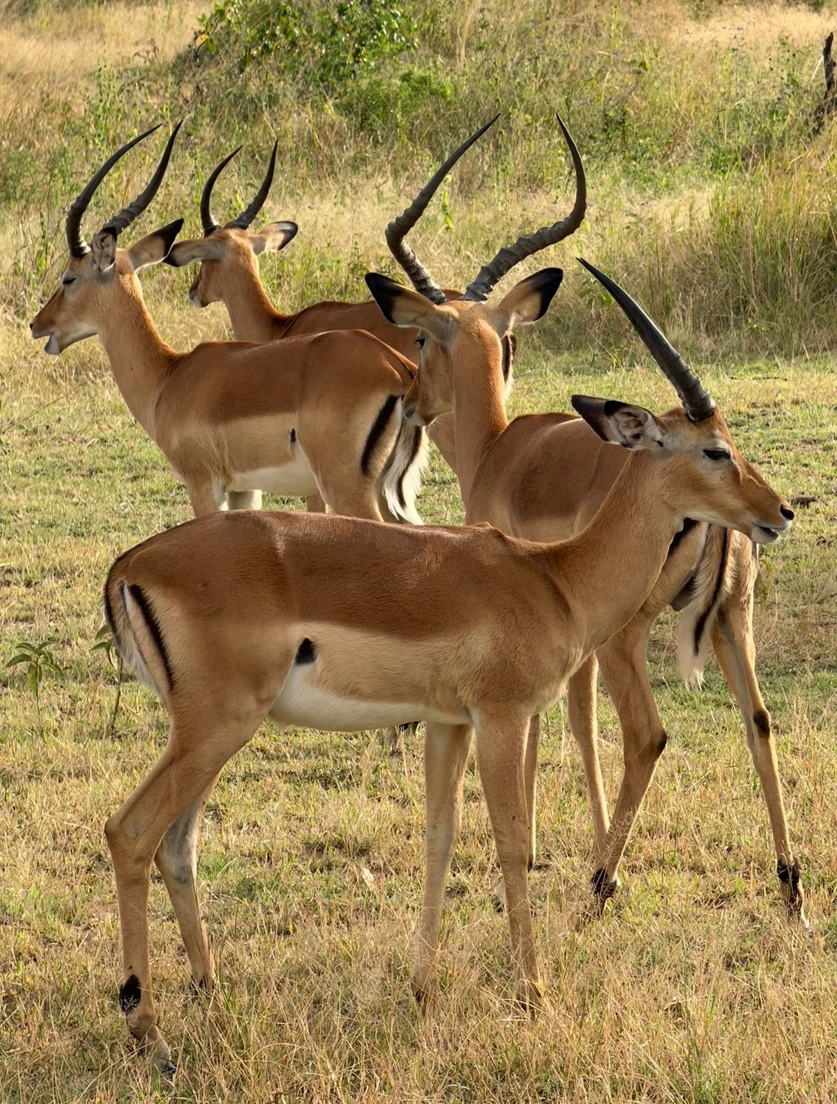 Ngorongoro Conservation Area
