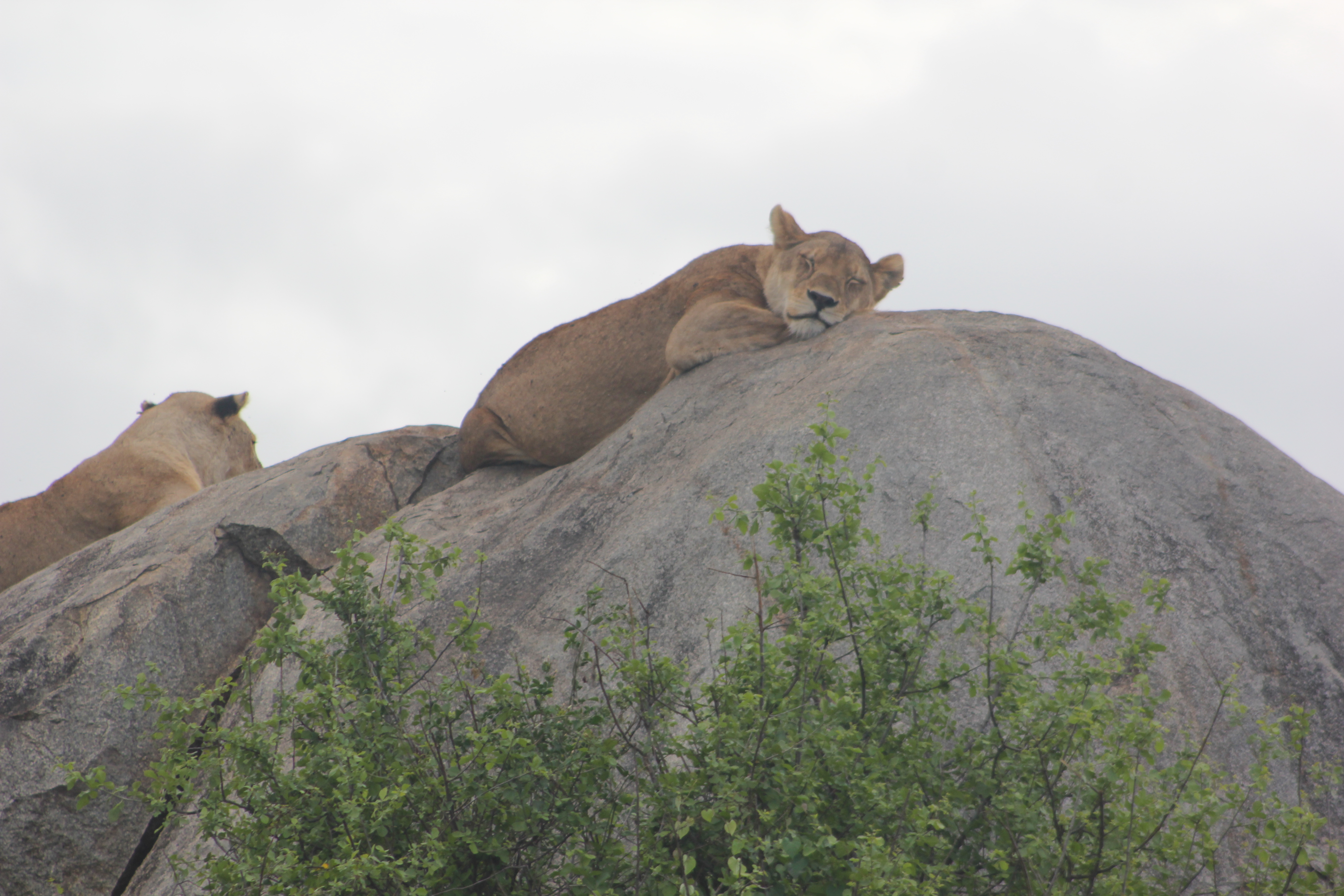 Ngorongoro Conservation Area