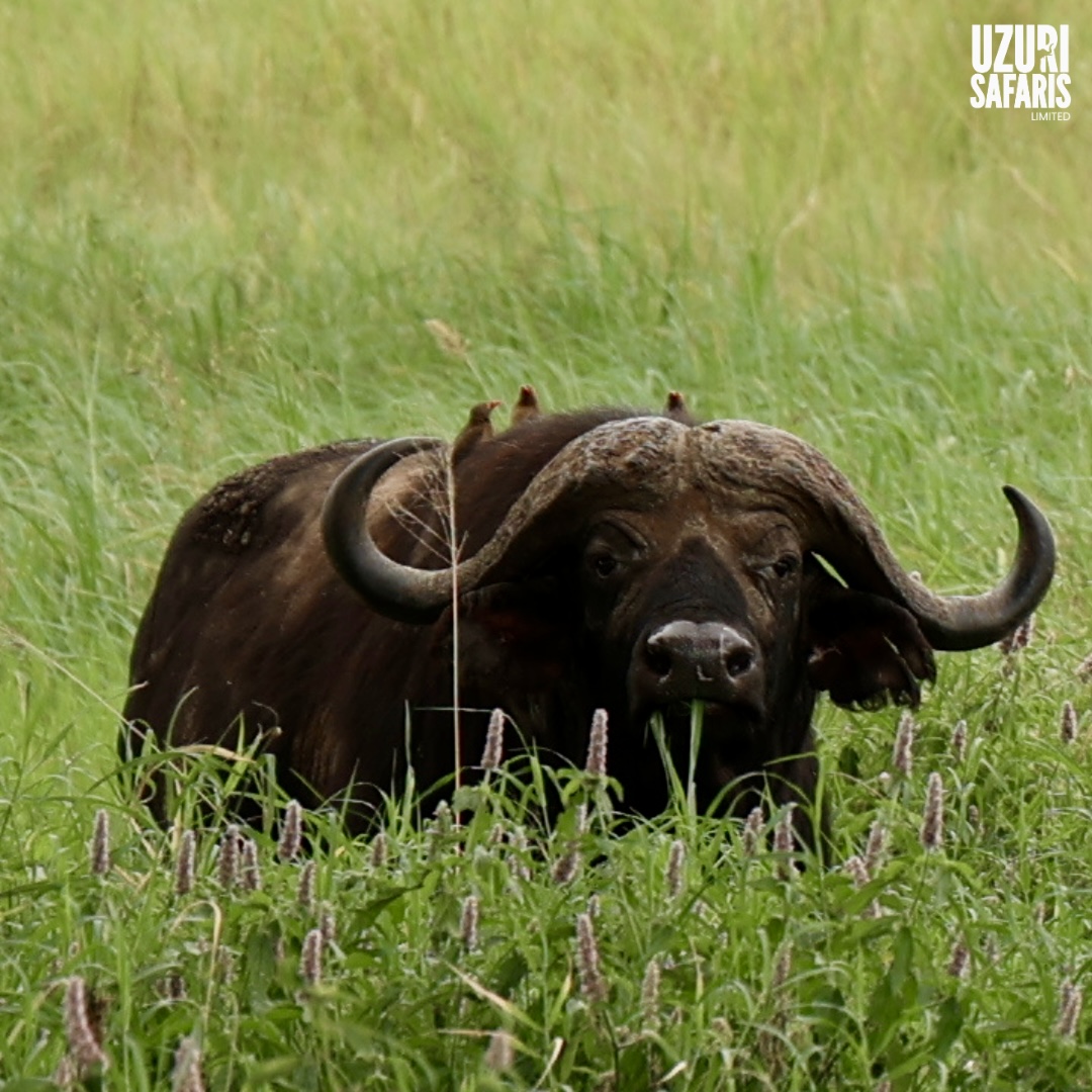 Ngorongoro Conservation Area