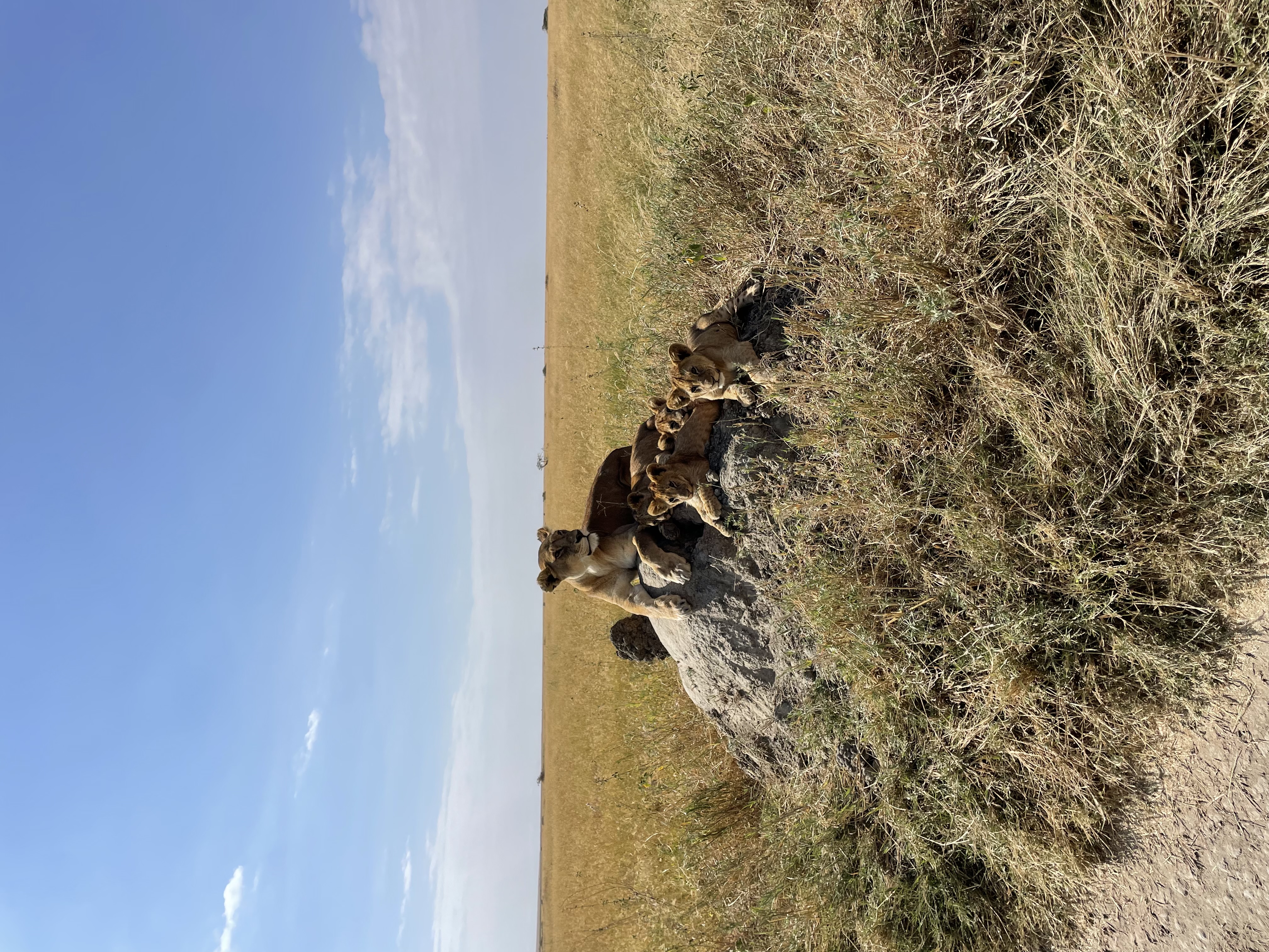 Northern Serengeti