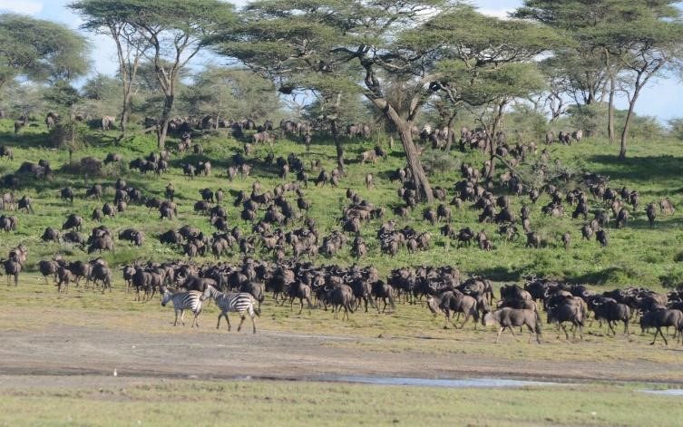 Ndutu