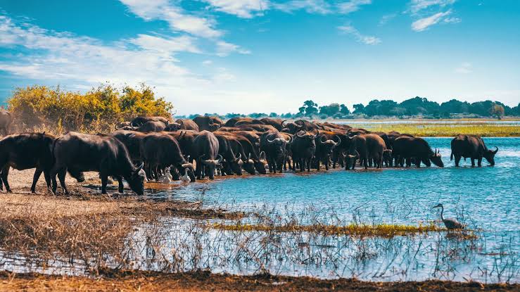 Lake Manyara Park