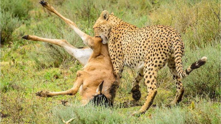 Ngorongoro Conservation Area