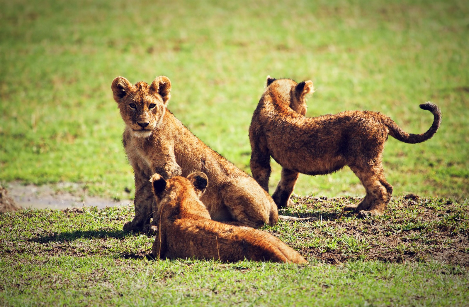 Serengeti National Park