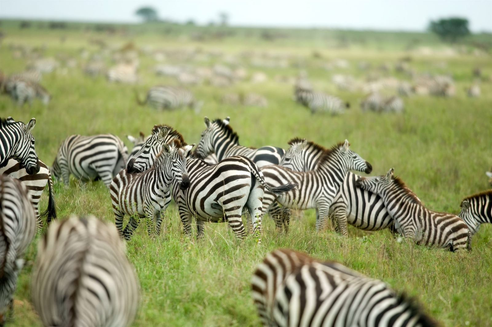 Serengeti National Park