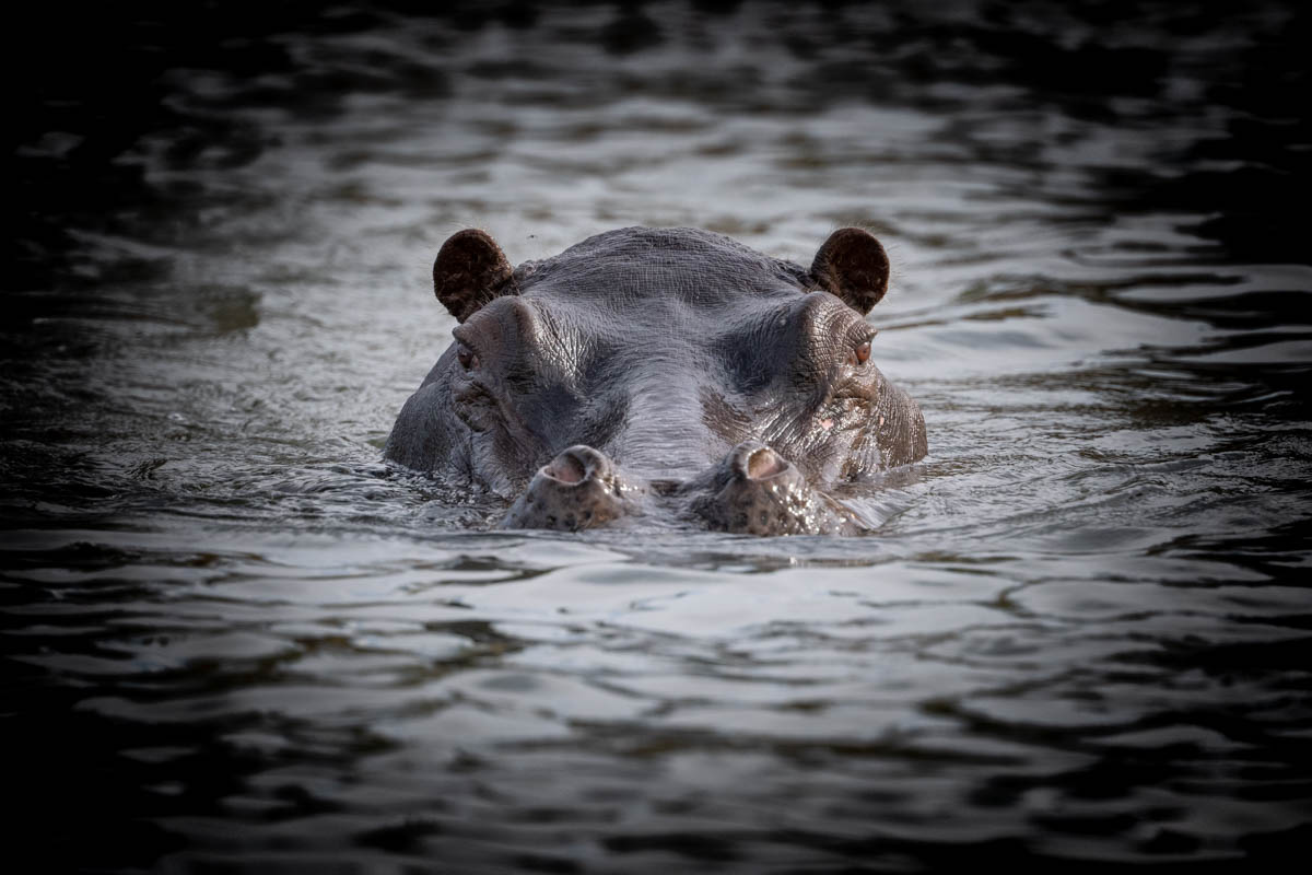 Hippo Lodges Ltd