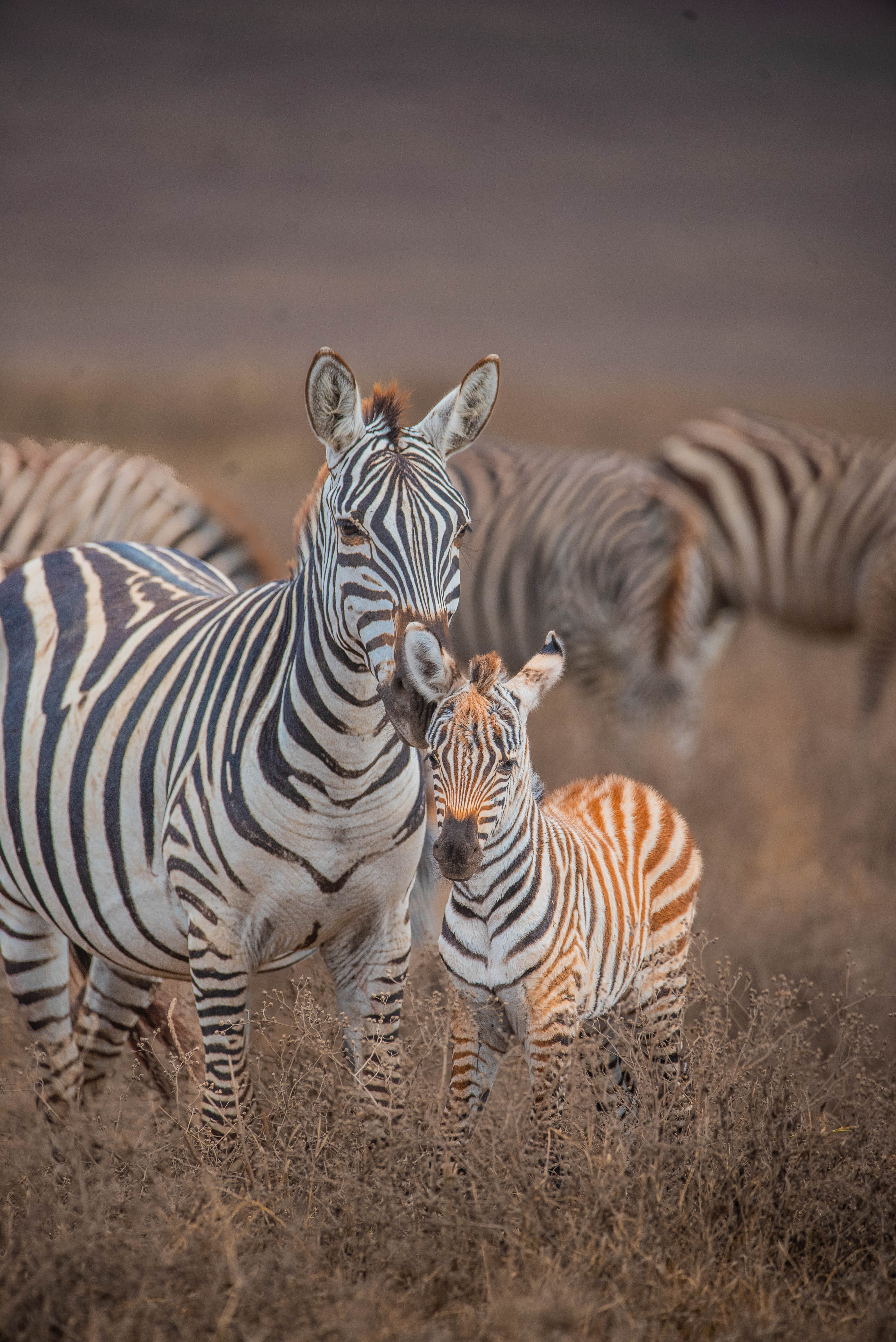 CENTRAL SERENGETI – WILDLIFE, BIG CATS & BIRDLIFE