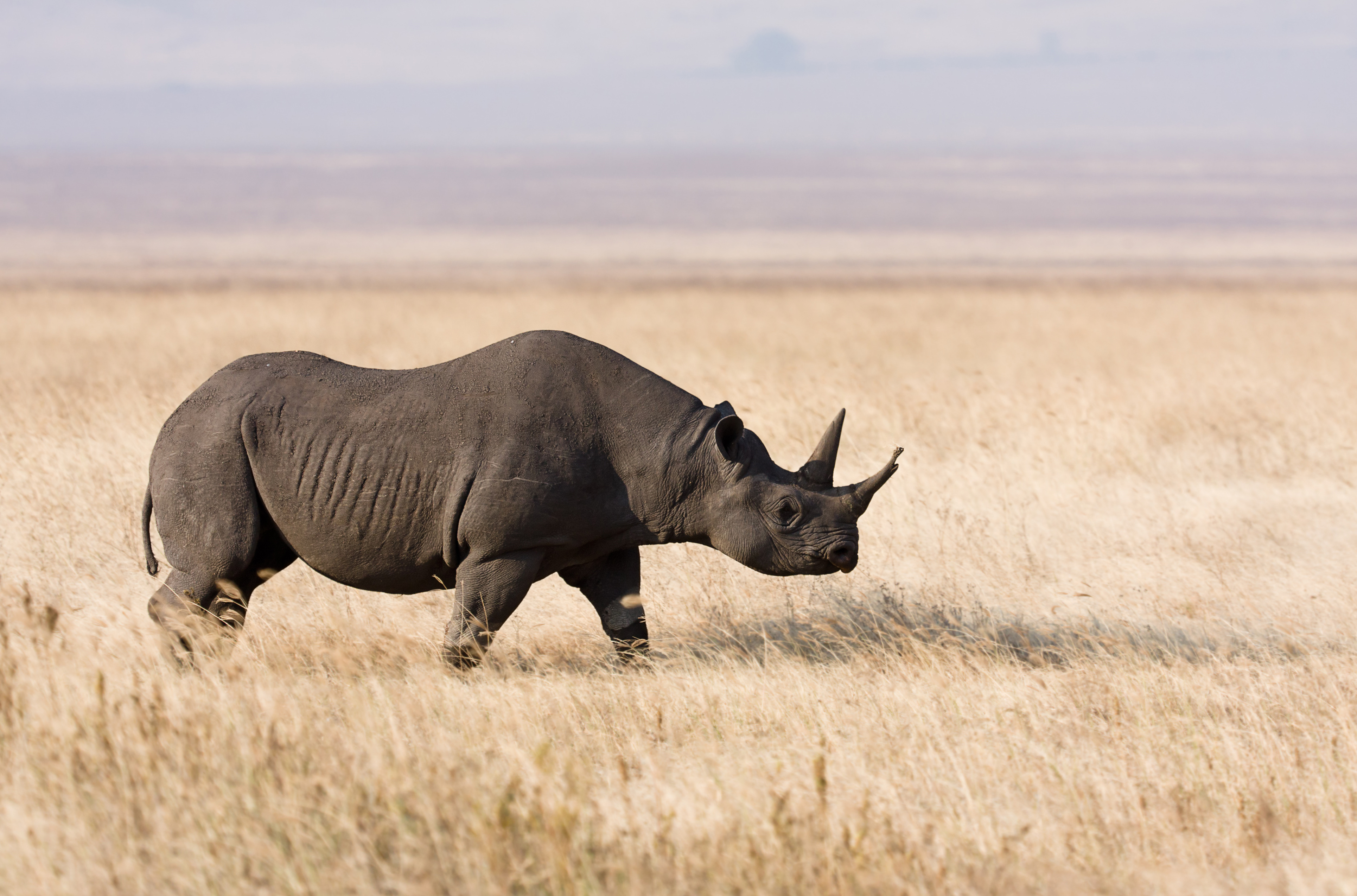 Ngorongoro Conservation Area