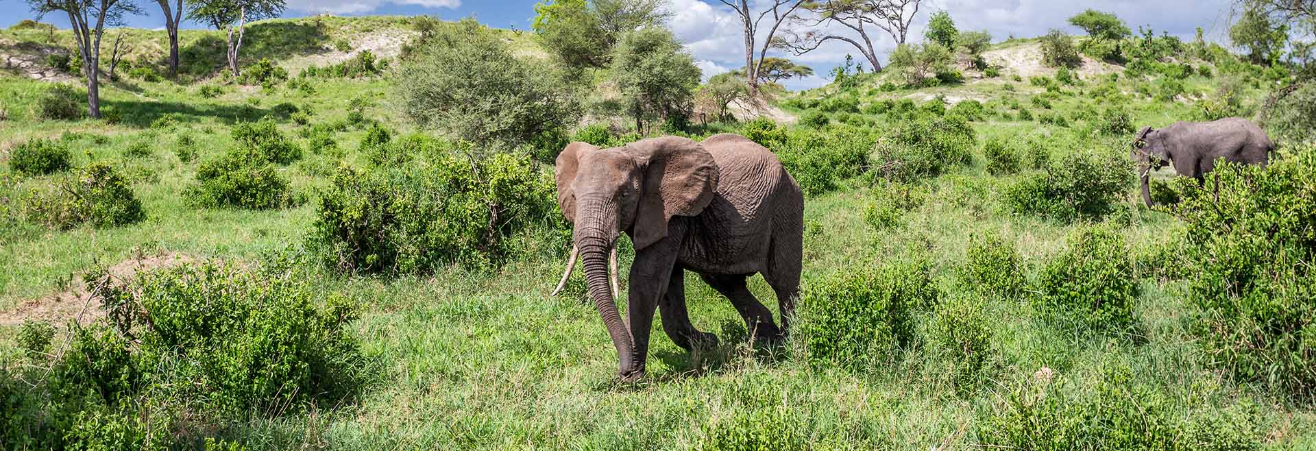 Tarangire National Park
