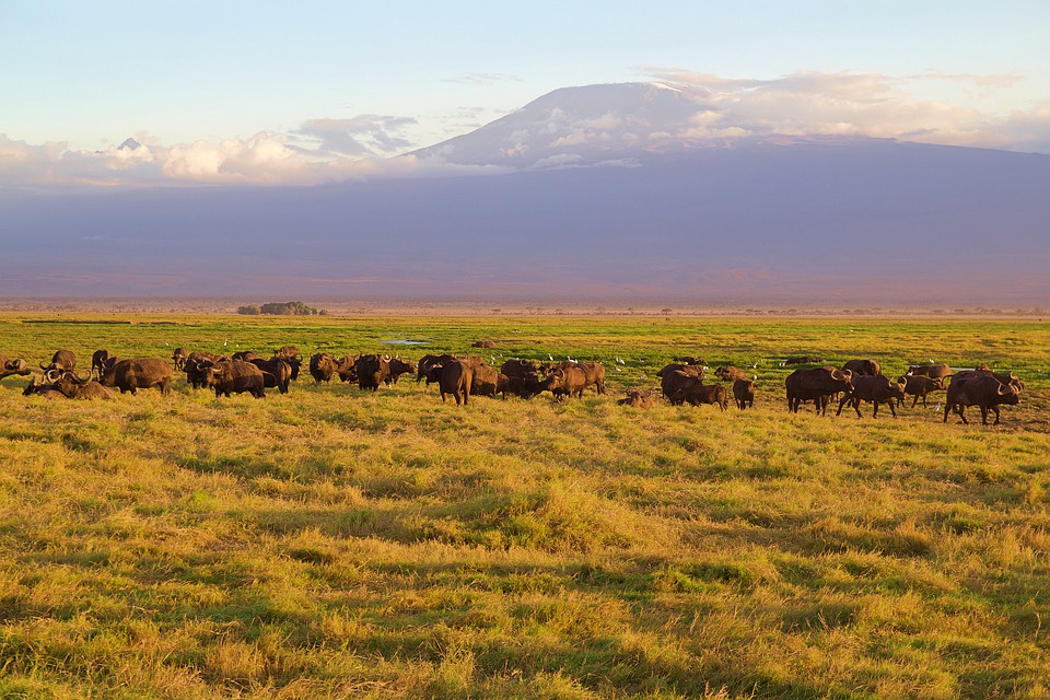 Amboseli National Park