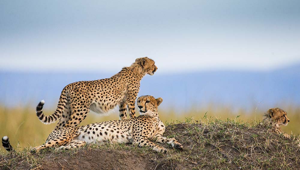 Central Serengeti