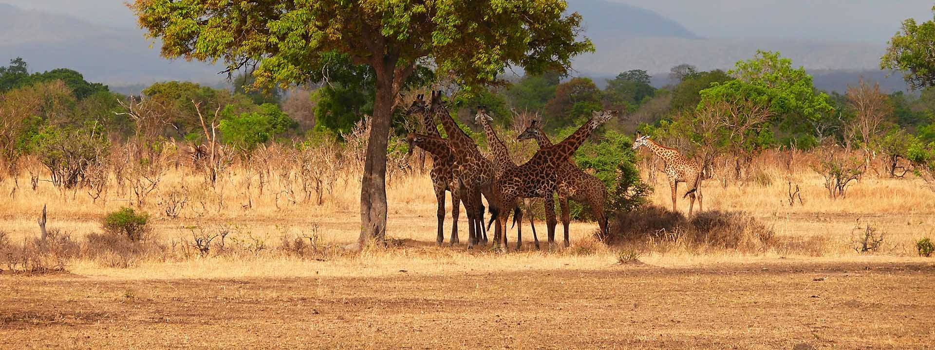 Mikumi National Park