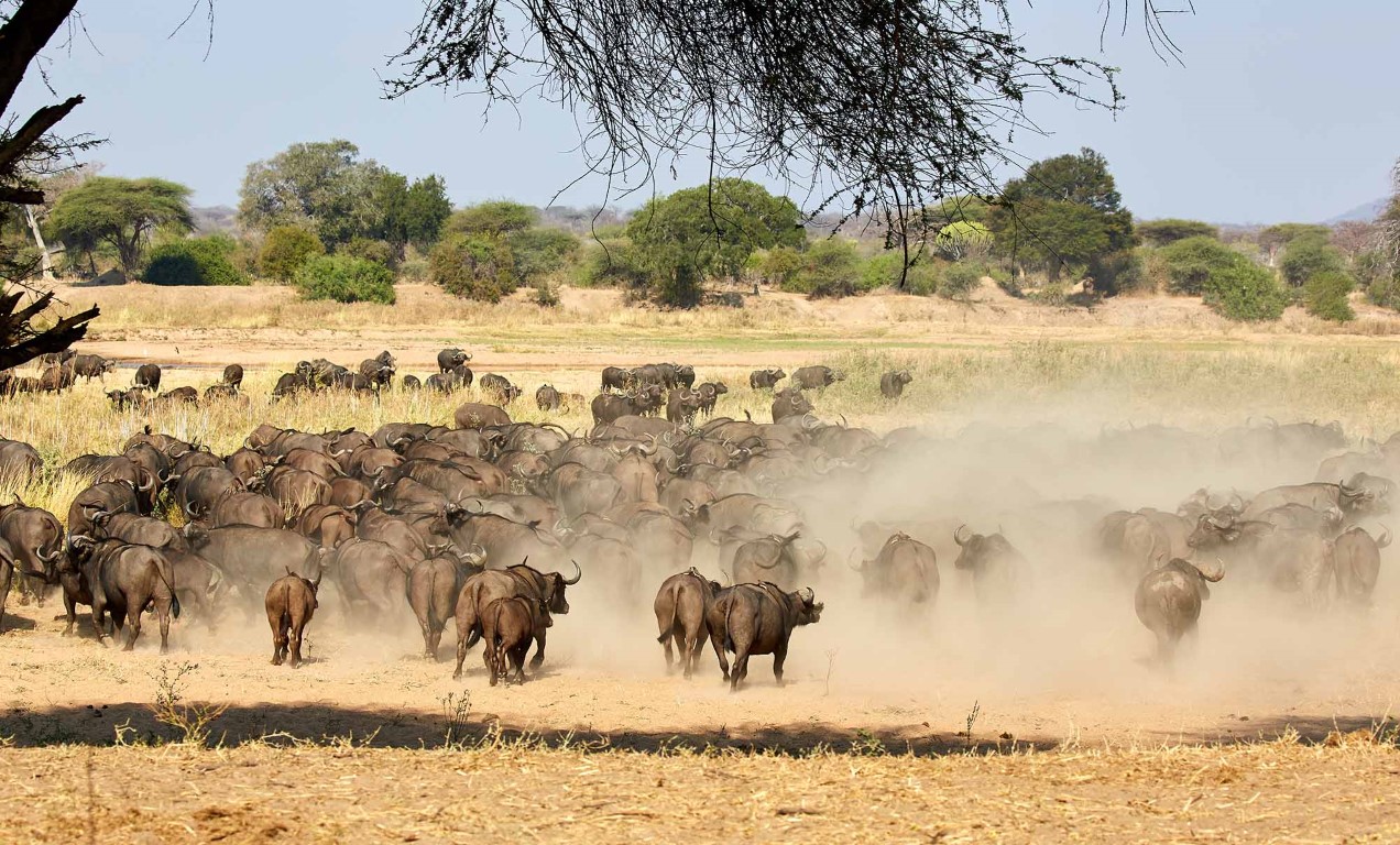 Ruaha National Park