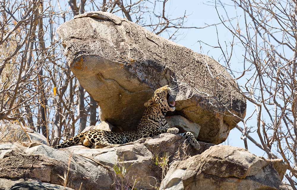 Ruaha National Park