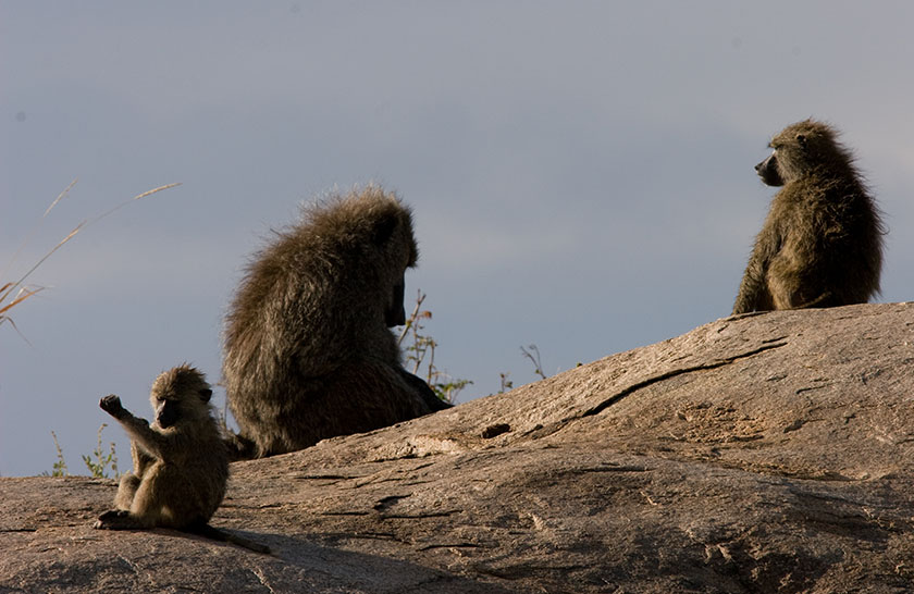Central Serengeti