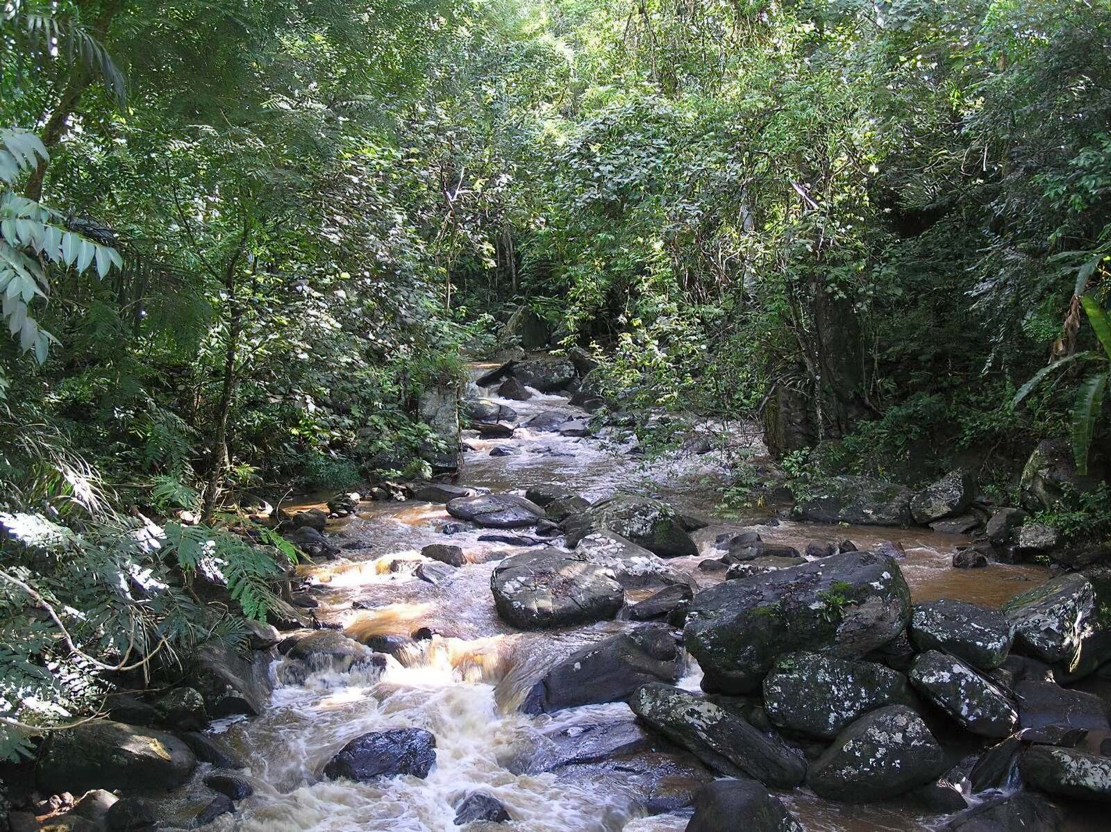 Amani nature forest