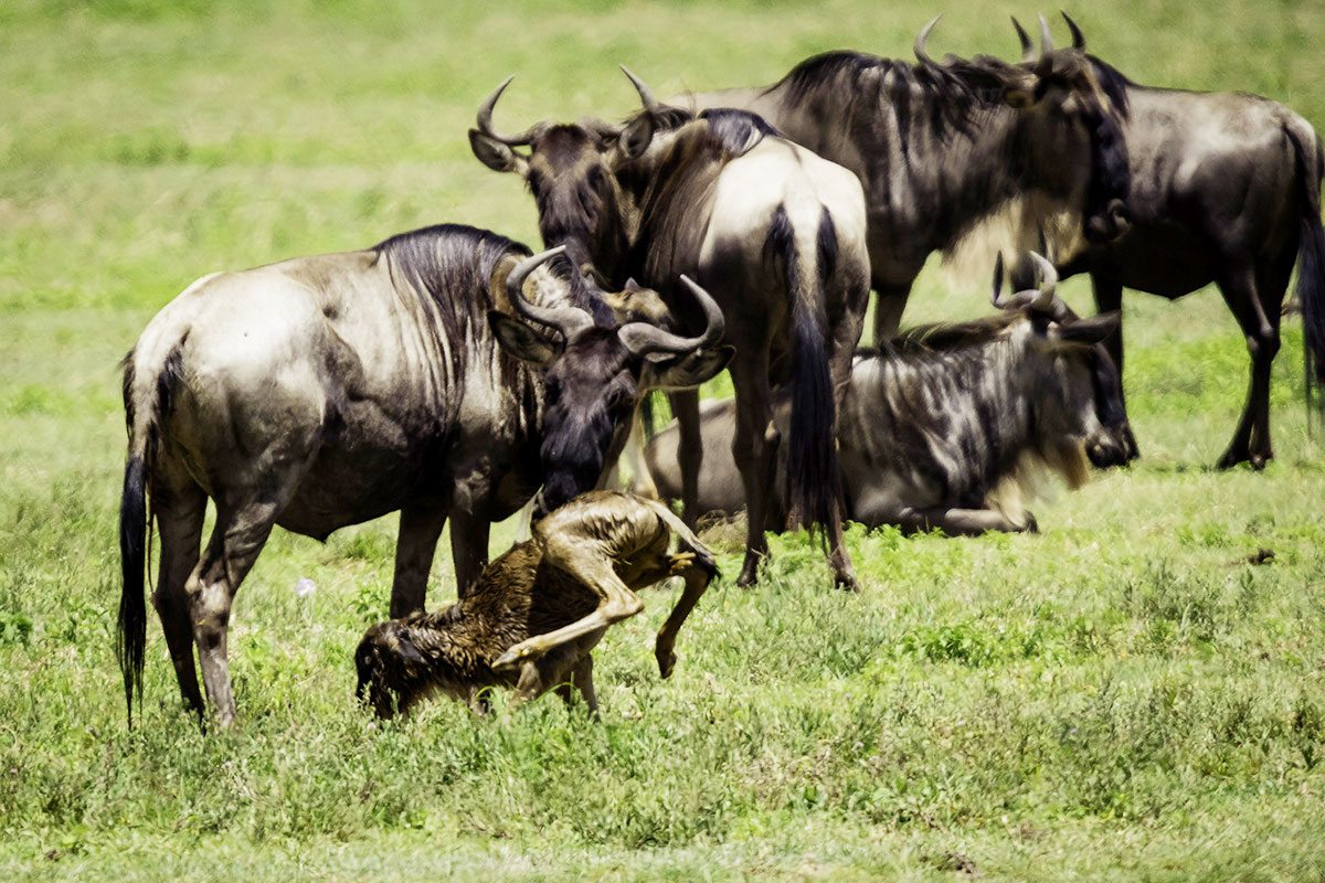 Ndutu