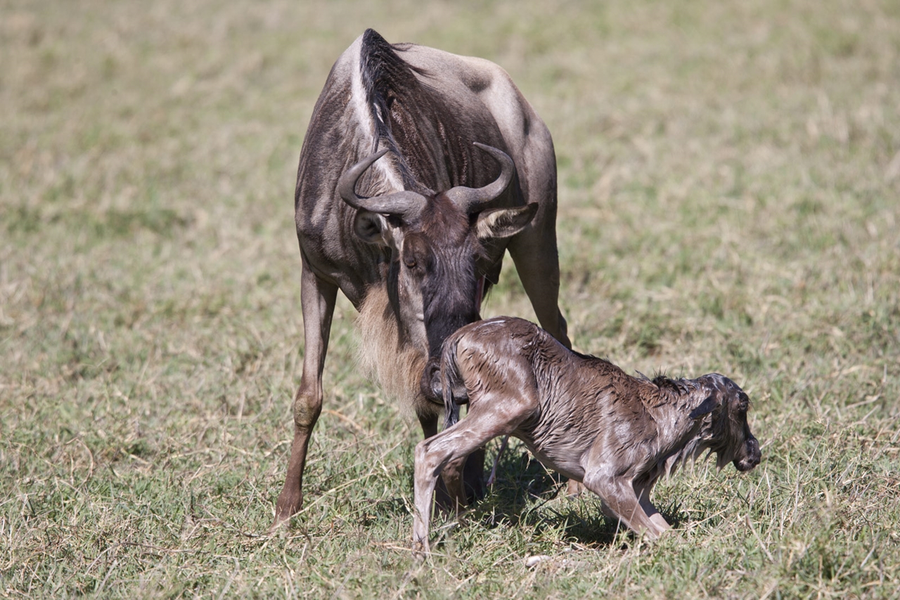 Ndutu