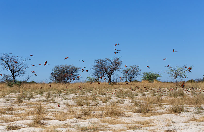 Nyerere National Park