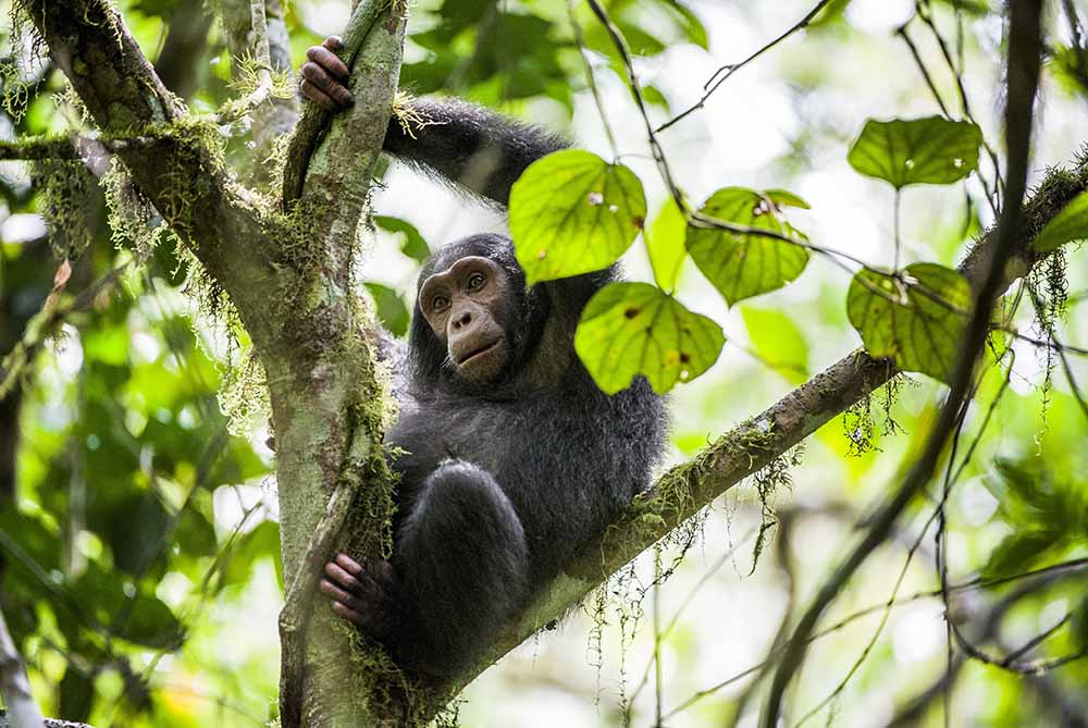 Gombe National Park