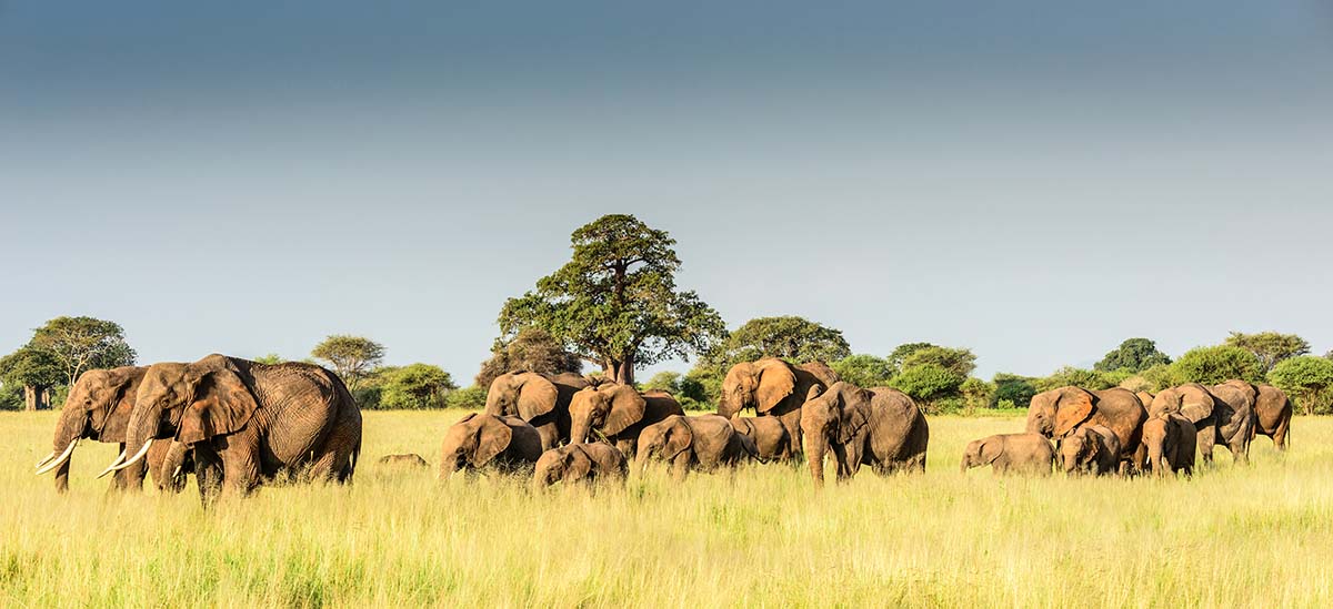 Tarangire National Park