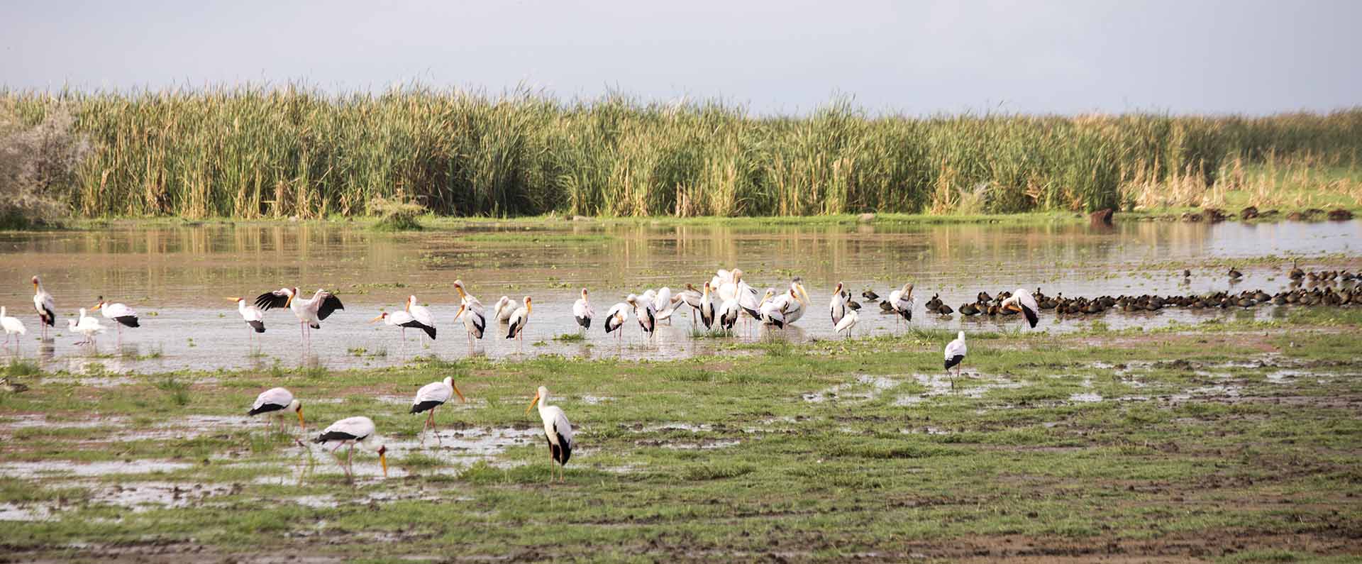 Lake Manyara National Park