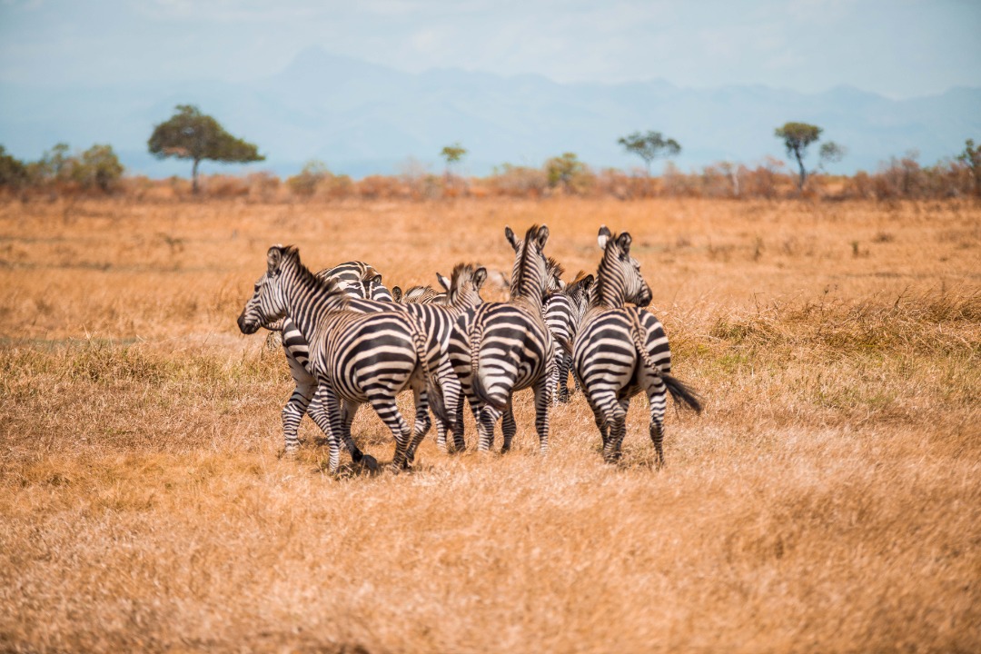 MIKUMI – A FULL DAY IN THE WILD