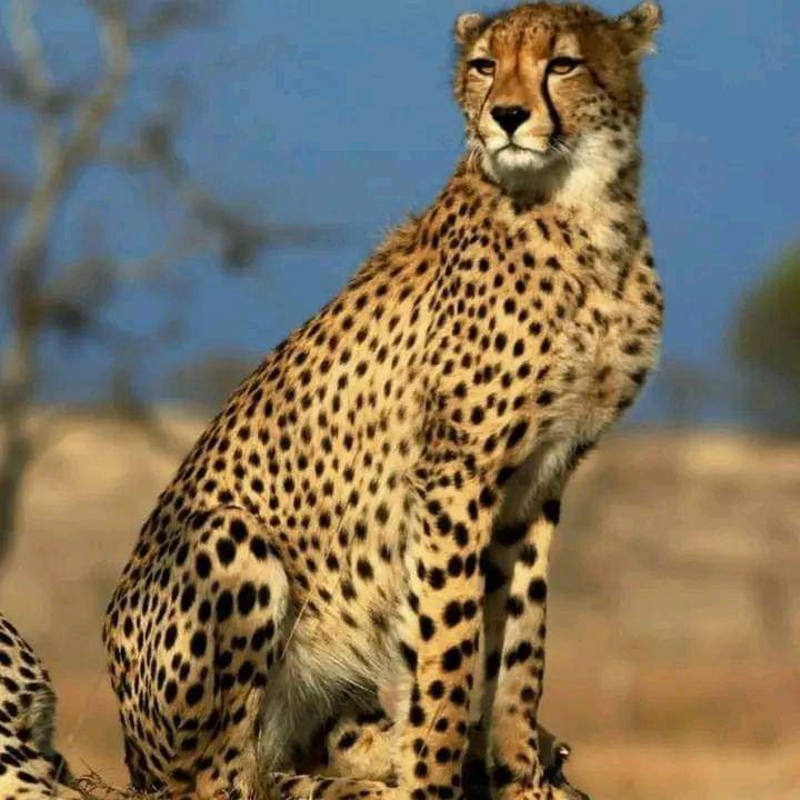 Tarangire National Park
